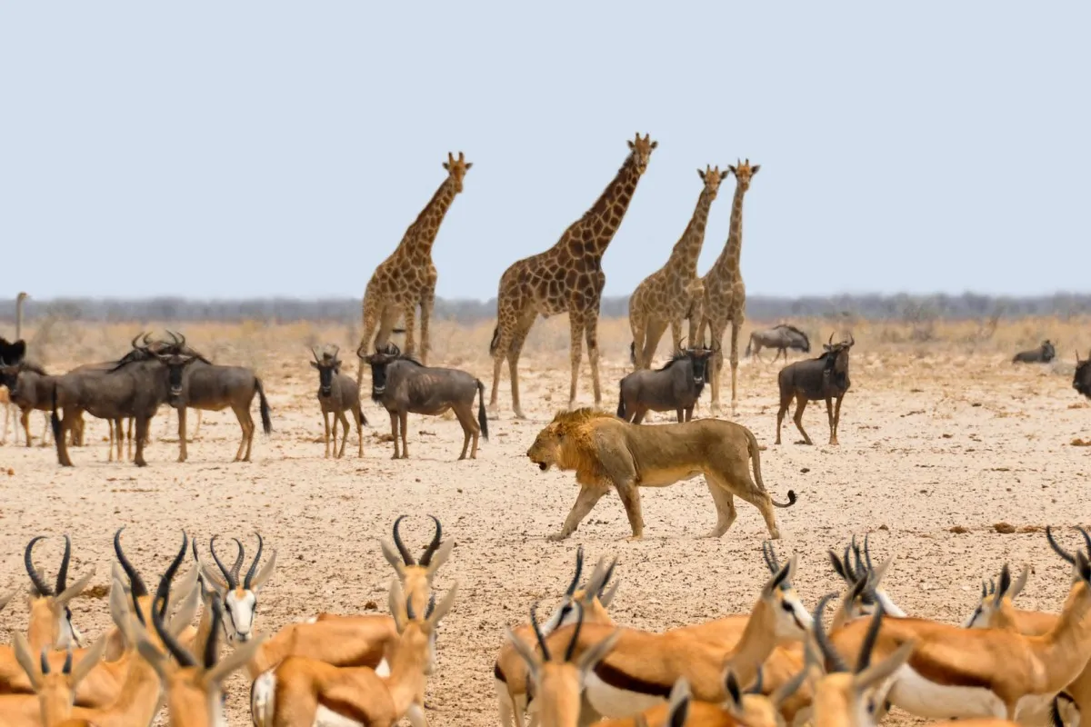 7 Day Taste of Namibia